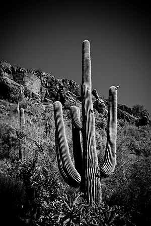 0031_La_Arizona_5L8Y5400