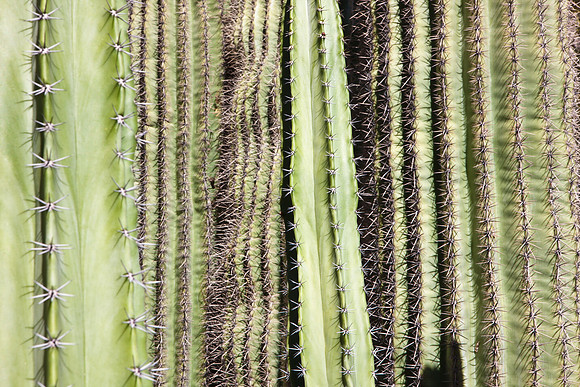 0031_La_Arizona_5L8Y5406