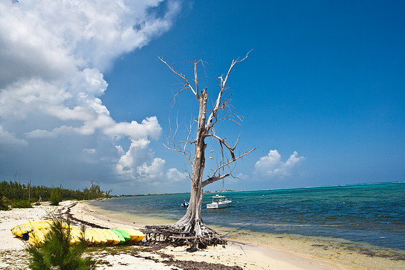 3876_DG_Cayman_Island_Caribbean_ZV4N0424