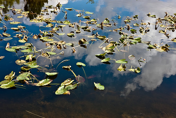 2528_EVERGLADES_MIAMI_FLORIDA_200903016_5L8Y2685
