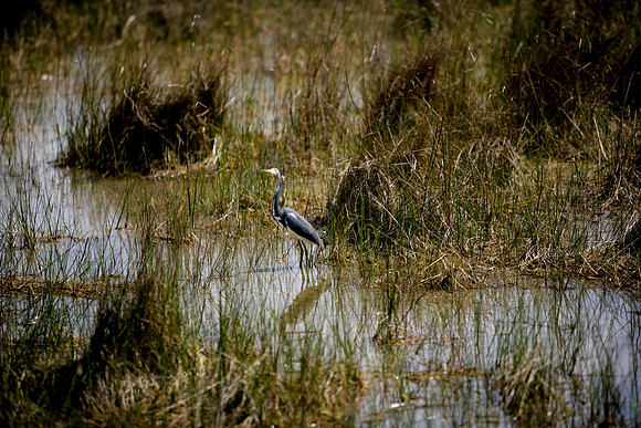 84673_ZV4N_1423_Everglades_Shark_Valley_FL_USA