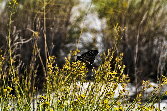 47895_B16_SL_COLOR_LA_MESILLA0_TO_WHITE_SOUNDS_NAT_MNY_HWY20_NM_97_2707.jpg