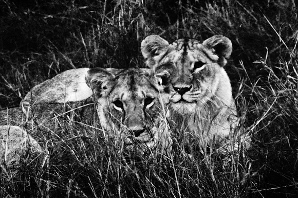55460_SL_COLOR_LIONS_MOUNT_KENYA_AFRICA_1989_3