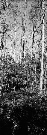 7749_FL_BW_LOUISIANA_01.jpg