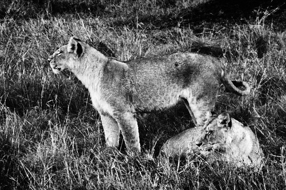 55460_SL_COLOR_LIONS_MOUNT_KENYA_AFRICA_1989_13