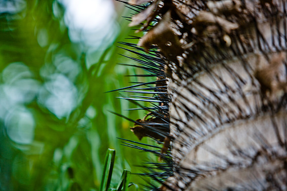 85548_ZV4N_7556-345_Miami_To_Sanibel_Island_FL_USA_Sanibel_FL_USA