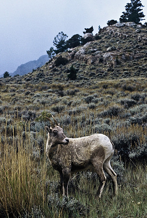 47351_B2_SL_COLOR_WHISKEY_MOUNTAIN_DUBOIS_TO_LANDER_WY_97_02.jpg