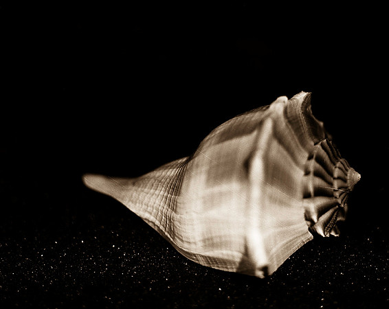 Shells_Flowers_499