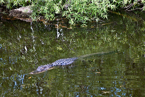 2527_EVERGLADES_MIAMI_FLORIDA_AOM_20090315__A0M1300