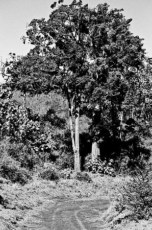 B3_82008_BW_194_New_Amboseli_Africa_89_22