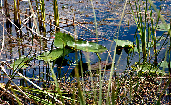 2527_EVERGLADES_MIAMI_FLORIDA_AOM_20090315__A0M1247