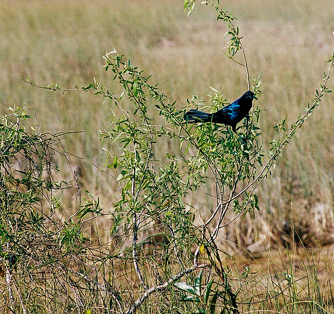 84694_EVERGLADES 33939__Azuley-R7-17A