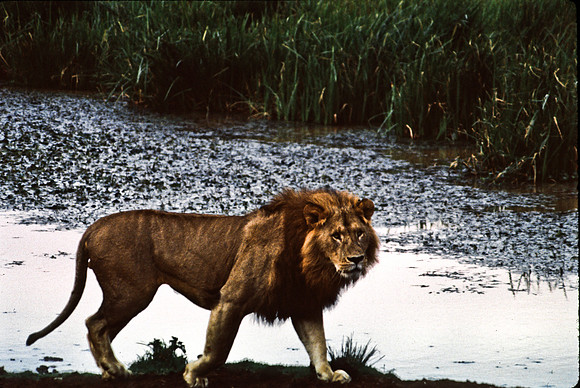 55458_SL_COLOR_LIONS_ABERDEN_KENYA_AFRICA_1989_8