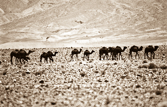 3198_SL_COLOR_RISSANI_MAROCCO_II_1998_10