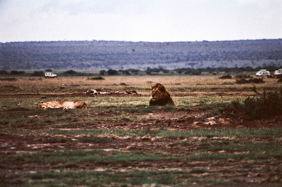 55464_SL_COLOR_LIONS_MASAI_KENYA_AFRICA_1989_1