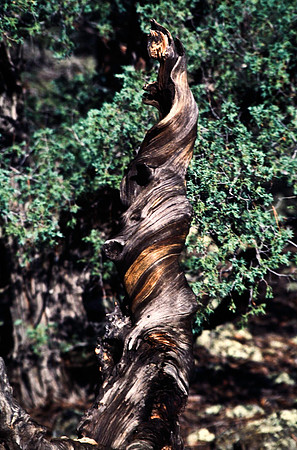 47783_B13_SL_COLOR_BANDERA_VOLCANO_ICE_CAVE_FROM_GRANTS_TO_EL_MORRO_NEW MEXICO_97_5.jpg