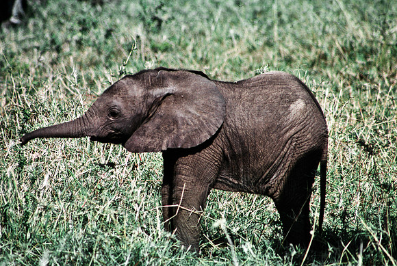 55394_SL_COLOR_ELEPHANTS_MASAI_KENYA_AFRICA_1989_13