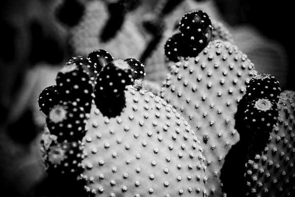 0031_La_Arizona_5L8Y5260