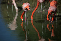 4975_DG_Fisher_Flamingos_Miami_FL_2010_IMG_0010