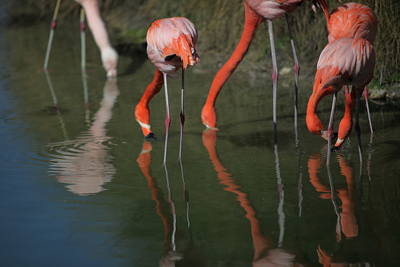 4975_DG_Fisher_Flamingos_Miami_FL_2010_IMG_0010