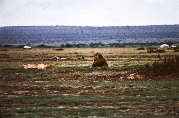 55464_SL_COLOR_LIONS_MASAI_KENYA_AFRICA_1989_2