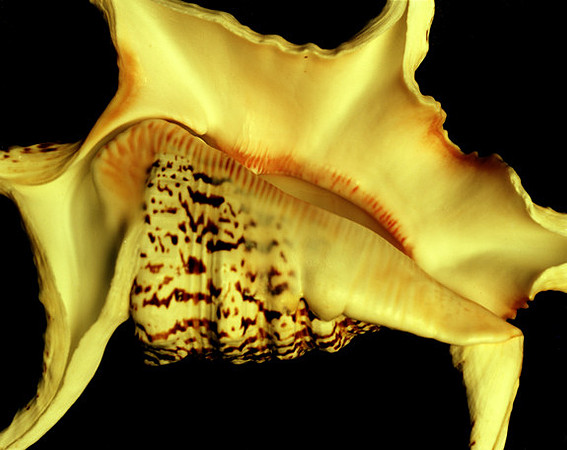 42470_C_Shells_