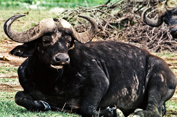 55396_SL_COLOR_BUFFALO_MASAI_KENYA_AFRICA_1989_3