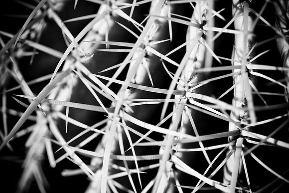 0031_La_Arizona_5L8Y5174