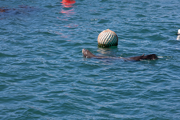 20080904_DVD25_DG_USA_Los_Olivos_CA_20080904_DVD25_DG_USA_California_Coast_CA_4790_full_blead