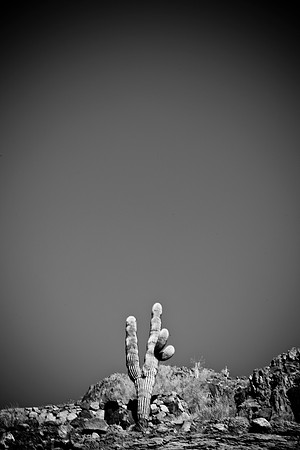 0031_La_Arizona_5L8Y5310