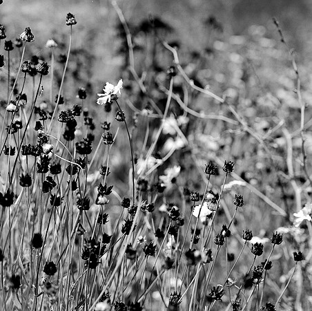 2384_FM_BW_SQ_FLOWERS_NapA_CA_02_1.jpg