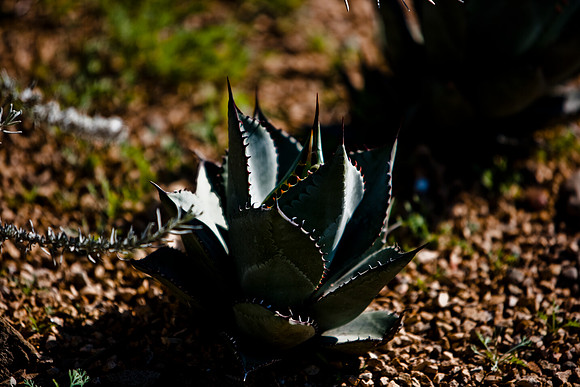 36425_DG_CALIFORNIA_USA_2007_ZV4N_4161