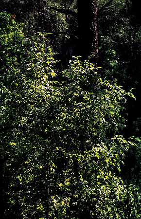37876_B15_SL_COLOR_TAOS_TO_EMBUDA_TO_BANDELIER_NM_97_16.jpg
