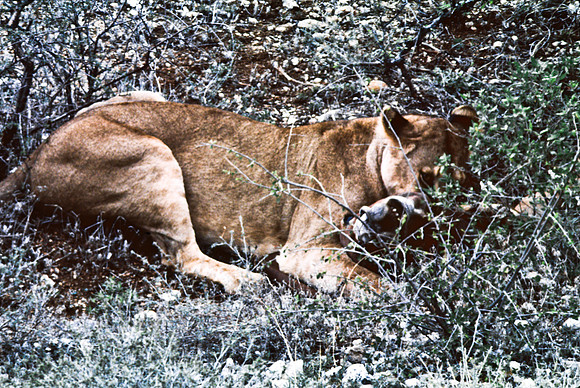 55447_SL_COLOR_LIONS_SUMBURU_KENYA_AFRICA_1989_12