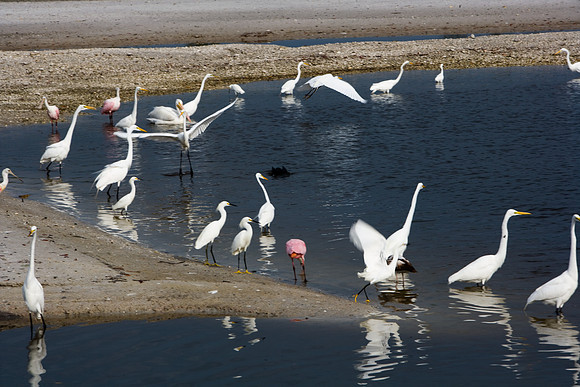 85546_ZV4N_7210_Miami_To_Sanibel_Island_FL_USA