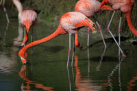 4975_DG_Fisher_Flamingos_Miami_FL_2010_IMG_0093