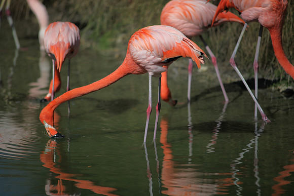 4975_DG_Fisher_Flamingos_Miami_FL_2010_IMG_0093