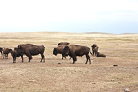 0044_North_Dacota_Fargo_to_South_Rapid_City_TO_CHEYENNE_5L8Y4160