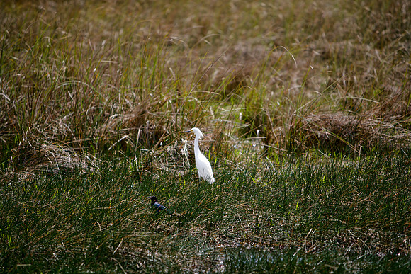 84673_ZV4N_1427_Everglades_Shark_Valley_FL_USA