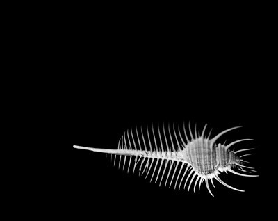 42427_FM_4X5_BW_MERUX_VENUS_COMB_FL_04_01