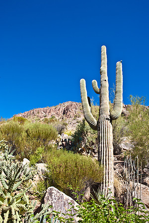 0031_La_Arizona_5L8Y5357