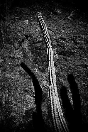 0031_La_Arizona_5L8Y5528