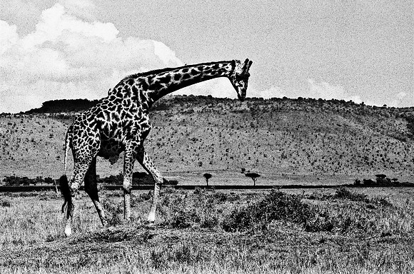 B3_82002_BW_194_New_Masai-Ballon_Africa_89_14