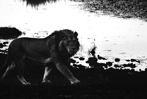 55458_SL_COLOR_LIONS_ABERDEN_KENYA_AFRICA_1989_6