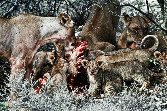 55444_SL_COLOR_LIONS_SUMBURU_KENYA_AFRICA_1989_4