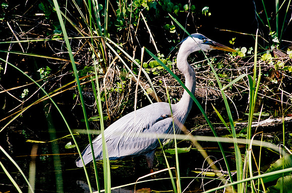 84694_EVERGLADES 33940__Azuley-R6-10A