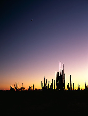 4000_20080719_ADS_Mexican_Landscape_Mexico_127
