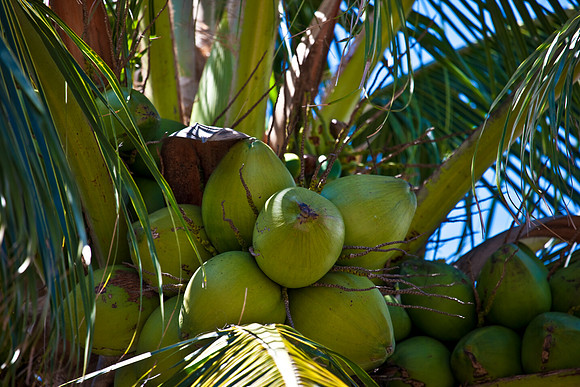 3001_Fisher_Coconut_Trees_Miami_FL5L8Y2393