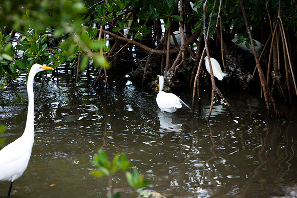 85531_20080322-ZV4N7313_Miami_To_Sanibel_Island_Florida_Everglades_FL_USA