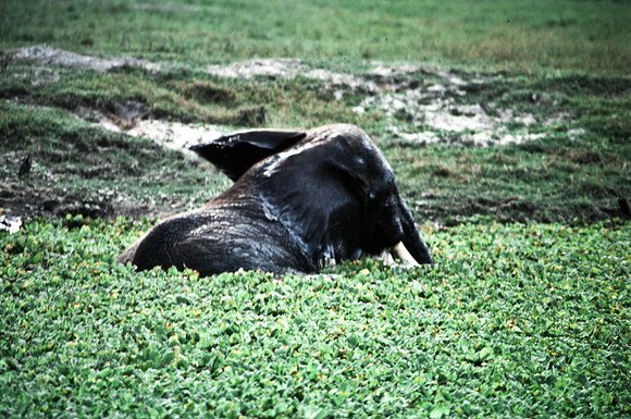 55399_SL_COLOR_WILDBEAST_KILIMANJARO_KENYA_AFRICA_1989_4